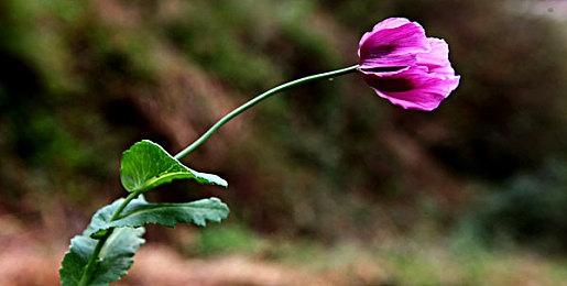 《拳皇15》发布最新预告片 将于明年第一季度正式发售